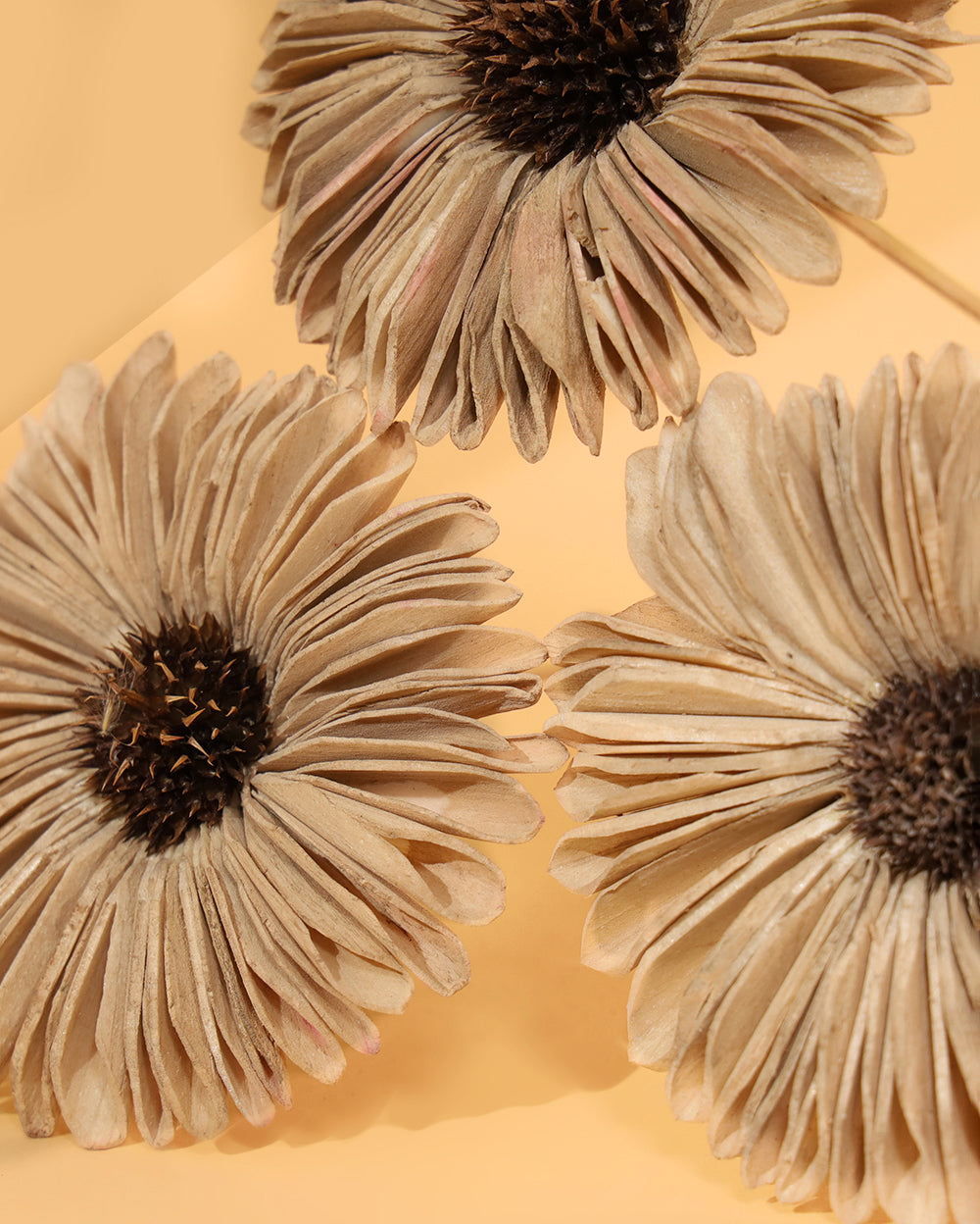 Sandy sunflower